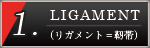 リガメント＝靭帯